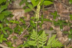 Rattlesnake Fern, Botrypus virginianus
