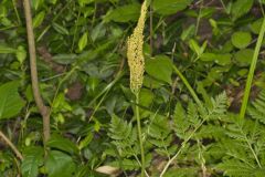 Rattlesnake Fern, Botrypus virginianus