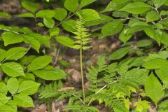 Rattlesnake Fern, Botrypus virginianus