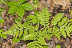 Rattlesnake Fern, Botrypus virginianus