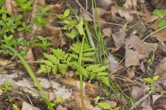Rattlesnake Fern, Botrypus virginianus