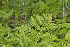 Rattlesnake Fern, Botrypus virginianus