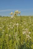 Rattlesnake Master, Eryngium Yuccifolium