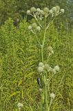 Rattlesnake Master, Eryngium Yuccifolium