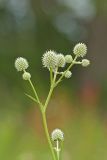 Rattlesnake Master, Eryngium Yuccifolium