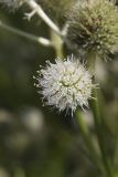 Rattlesnake Master, Eryngium Yuccifolium