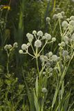 Rattlesnake Master, Eryngium Yuccifolium
