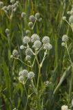 Rattlesnake Master, Eryngium Yuccifolium