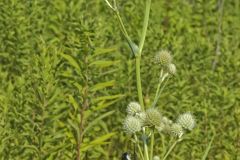 Rattlesnake Master, Eryngium Yuccifolium