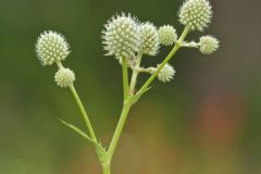Rattlesnake Master, Eryngium Yuccifolium