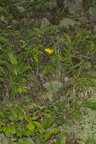 Rattlesnake Weed, Hieracium venosum