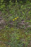 Rattlesnake Weed, Hieracium venosum