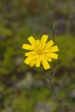 Rattlesnake Weed, Hieracium venosum