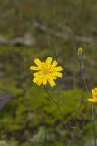 Rattlesnake Weed, Hieracium venosum