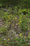 Rattlesnake Weed, Hieracium venosum
