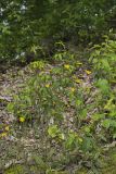 Rattlesnake Weed, Hieracium venosum