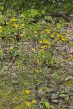 Rattlesnake Weed, Hieracium venosum
