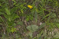 Rattlesnakeweed, Hieracium venosum Rattlesnakeweed, Hieracium venosum