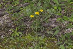 Rattlesnakeweed, Hieracium venosum Rattlesnakeweed, Hieracium venosum