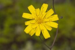 Rattlesnakeweed, Hieracium venosum Rattlesnakeweed, Hieracium venosum