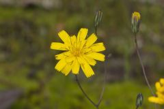 Rattlesnakeweed, Hieracium venosum