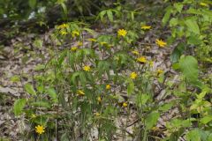 Rattlesnakeweed, Hieracium venosum Rattlesnakeweed, Hieracium venosum