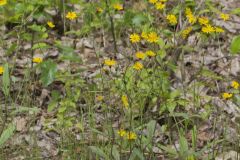 Rattlesnakeweed, Hieracium venosum Rattlesnakeweed, Hieracium venosum