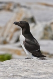 Razorbill, Alca torda