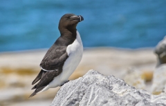 Razorbill, Alca torda
