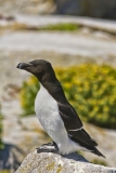 Razorbill, Alca torda