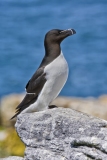 Razorbill, Alca torda
