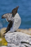 Razorbill, Alca torda