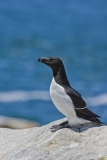 Razorbill, Alca torda