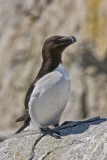 Razorbill, Alca torda