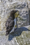 Razorbill, Alca torda