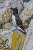 Razorbill, Alca torda