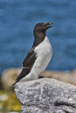 Razorbill, Alca torda