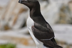 Razorbill, Alca torda
