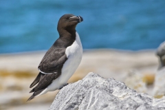 Razorbill, Alca torda