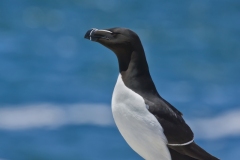 Razorbill, Alca torda