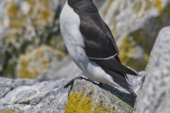 Razorbill, Alca torda