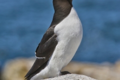 Razorbill, Alca torda