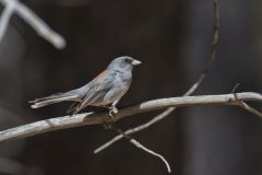 Red-backed Junco, Junco hyemalis
