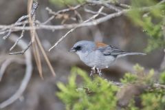 Red-backed Junco, Junco hyemalis