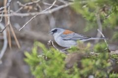 Red-backed Junco, Junco hyemalis