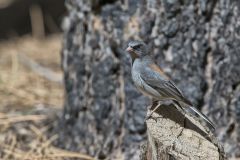 Red-backed Junco, Junco hyemalis