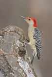 Red-bellied Woodpecker, Melanerpes carolinus