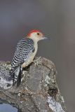 Red-bellied Woodpecker, Melanerpes carolinus