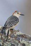 Red-bellied Woodpecker, Melanerpes carolinus