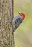 Red-bellied Woodpecker, Melanerpes carolinus